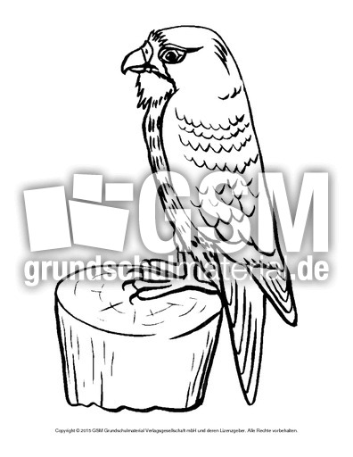 Ausmalbild-Habicht.pdf